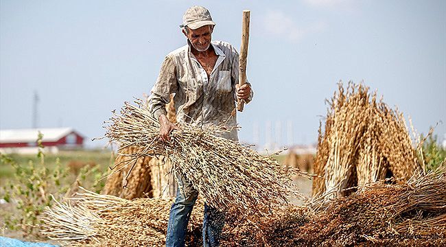 Atayname Kavrulmuş Susam 500 G